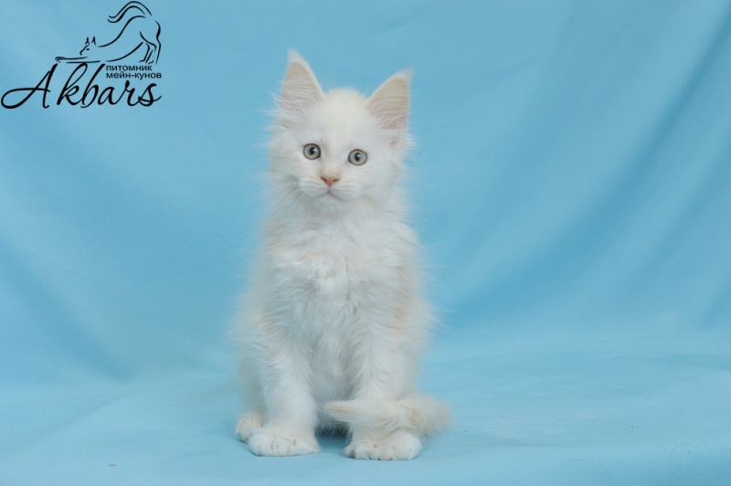 Quentin Akbars (polydactyl) 66/66 - Kitten maine-coon 1 month 3 weeks