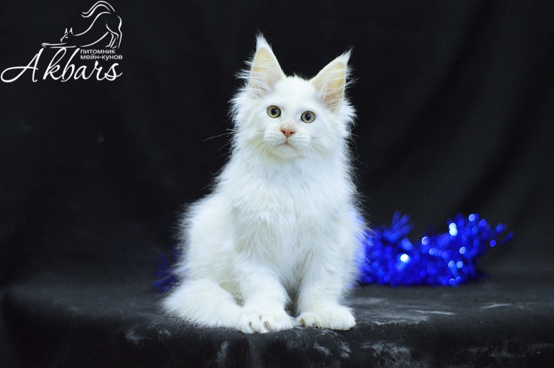 Quentin Akbars (polydactyl) 66/66 - Kitten maine-coon 2 months 2.5 weeks