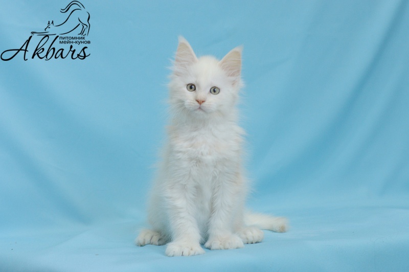 Quentin Akbars (polydactyl) 66/66 - Kitten maine-coon 1 month 3 weeks