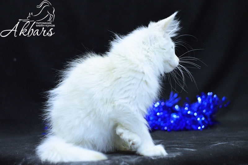 Quentin Akbars (polydactyl) 66/66 - Kitten maine-coon 2 months 2.5 weeks