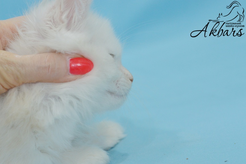 Quentin Akbars (polydactyl) 66/66 - Kitten maine-coon 1 month 3 weeks