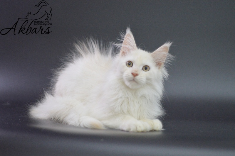Quentin Akbars (polydactyl) 66/66 - Kitten maine-coon 3 months 1.5 week