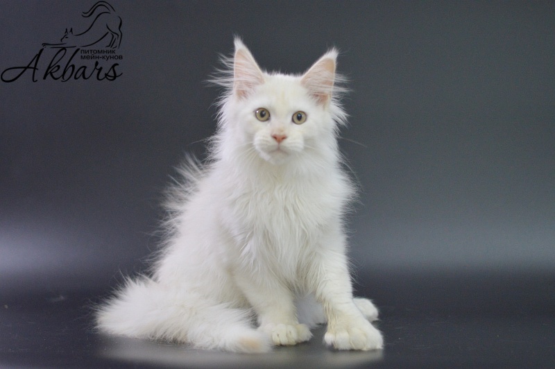 Quentin Akbars (polydactyl) 66/66 - Kitten maine-coon 3 months 1.5 week