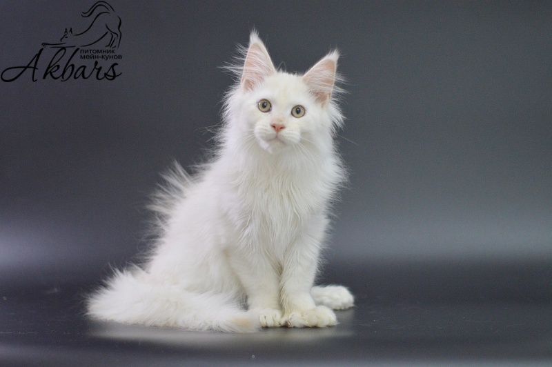 Quentin Akbars (polydactyl) 66/66 - Kitten maine-coon 3 months 1.5 week