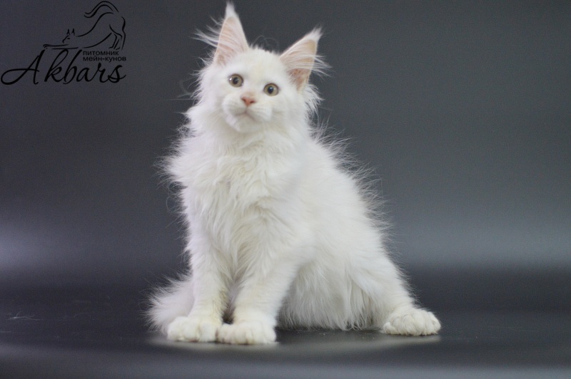 Quentin Akbars (polydactyl) 66/66 - Kitten maine-coon 3 months 1.5 week