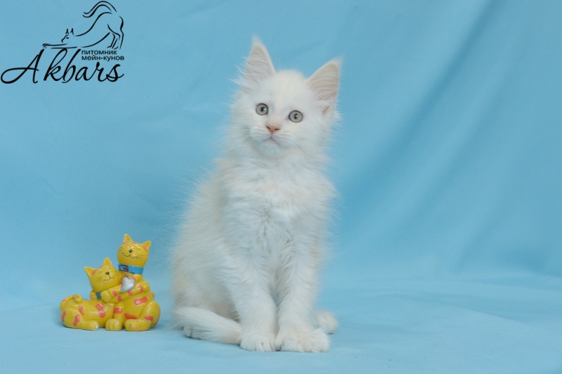 Quentin Akbars (polydactyl) 66/66 - Kitten maine-coon 1 month 3 weeks