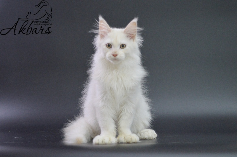 Quentin Akbars (polydactyl) 66/66 - Kitten maine-coon 3 months 1.5 week