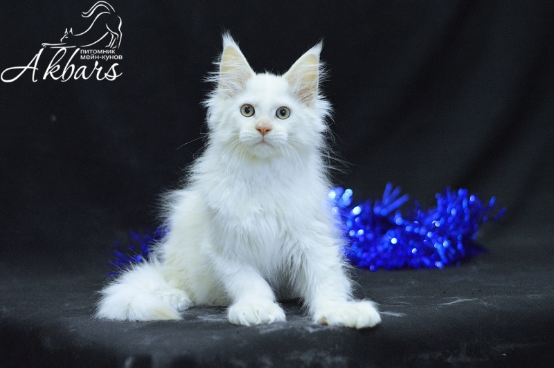 Quentin Akbars (polydactyl) 66/66 - Kitten maine-coon 2 months 2.5 weeks