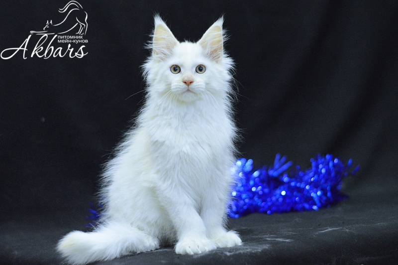 Quentin Akbars (polydactyl) 66/66 - Kitten maine-coon 2 months 2.5 weeks