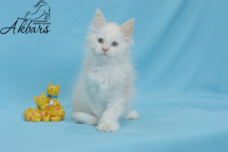 Quentin Akbars (polydactyl) 66/66 - Kitten maine-coon 1 month 3 weeks