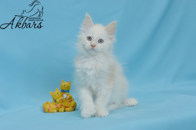 Quentin Akbars (polydactyl) 66/66 - Kitten maine-coon 1 month 3 weeks