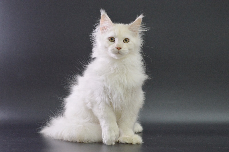 Quentin Akbars (polydactyl) 66/66 - Kitten maine-coon 4 months