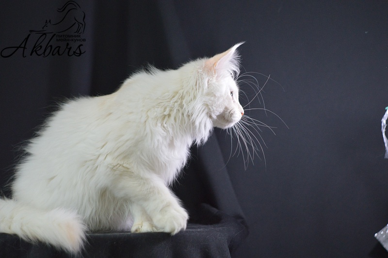 Quentin Akbars (polydactyl) 66/66 - Kitten maine-coon 4 months 2.5 weeks