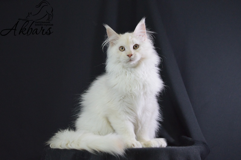 Quentin Akbars (polydactyl) 66/66 - Kitten maine-coon 4 months 2.5 weeks