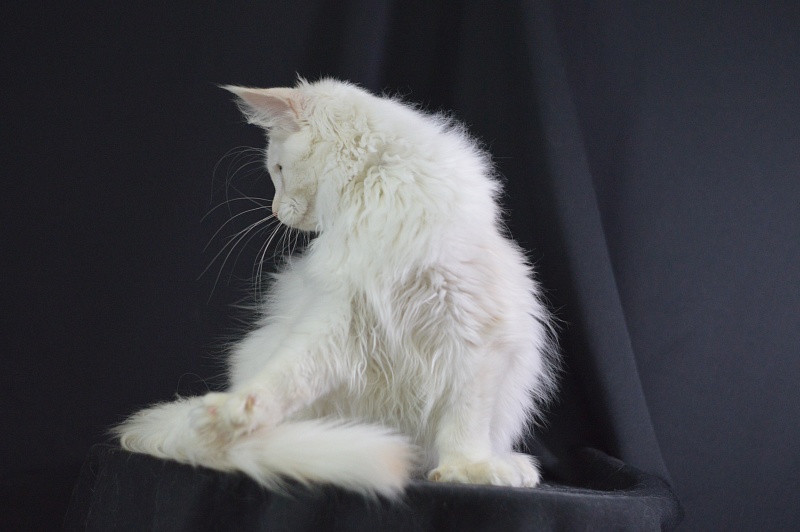 Quentin Akbars (polydactyl) 66/66 - Kitten maine-coon 4 months 2.5 weeks