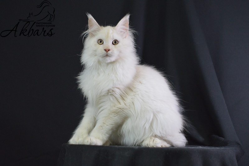 Quentin Akbars (polydactyl) 66/66 - Kitten maine-coon 4 months 2.5 weeks