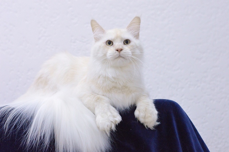 Quentin Akbars (polydactyl) 66/66 - Adult maine-coon 11 months 2 weeks