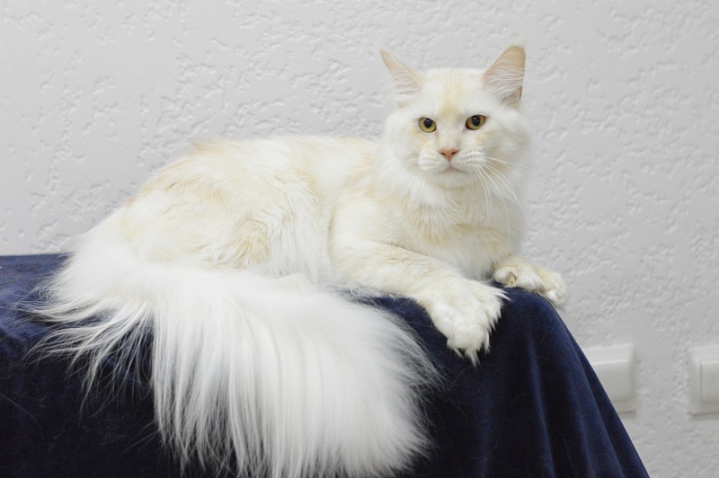 Quentin Akbars (polydactyl) 66/66 - Adult maine-coon 11 months 2 weeks