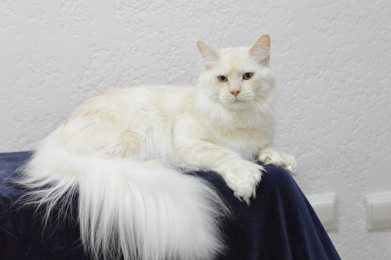 Quentin Akbars (polydactyl) 66/66 - Adult maine-coon 11 months 2 weeks