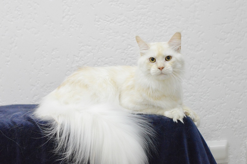 Quentin Akbars (polydactyl) 66/66 - Adult maine-coon 11 months 2 weeks