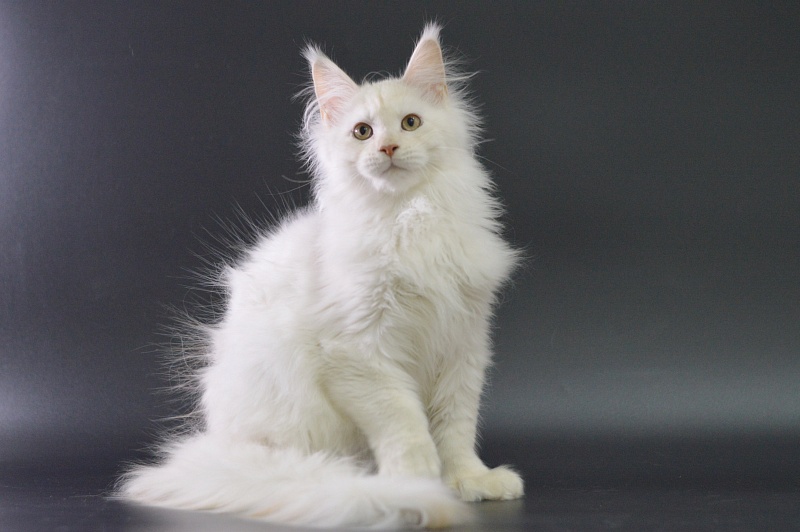 Quentin Akbars (polydactyl) 66/66 - Kitten maine-coon 4 months