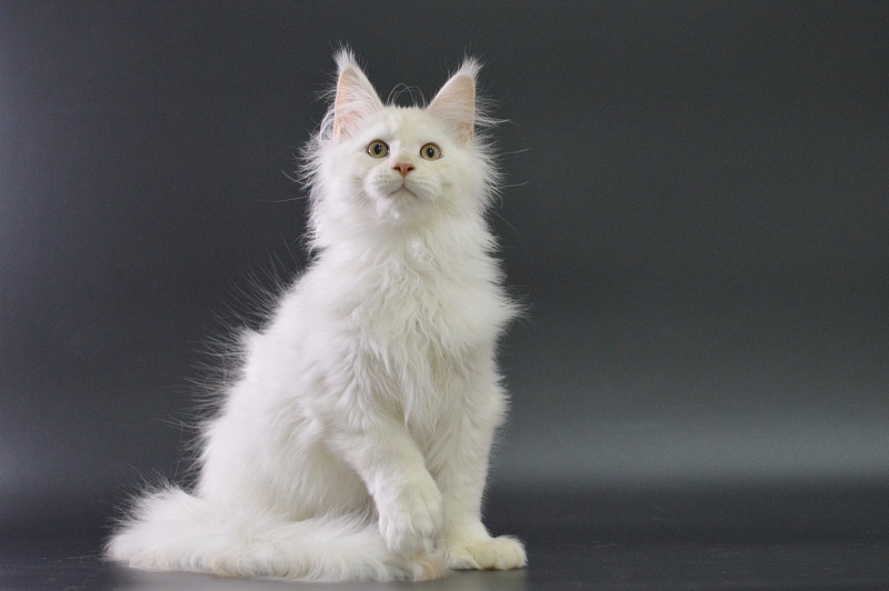 Quentin Akbars (polydactyl) 66/66 - Kitten maine-coon 4 months