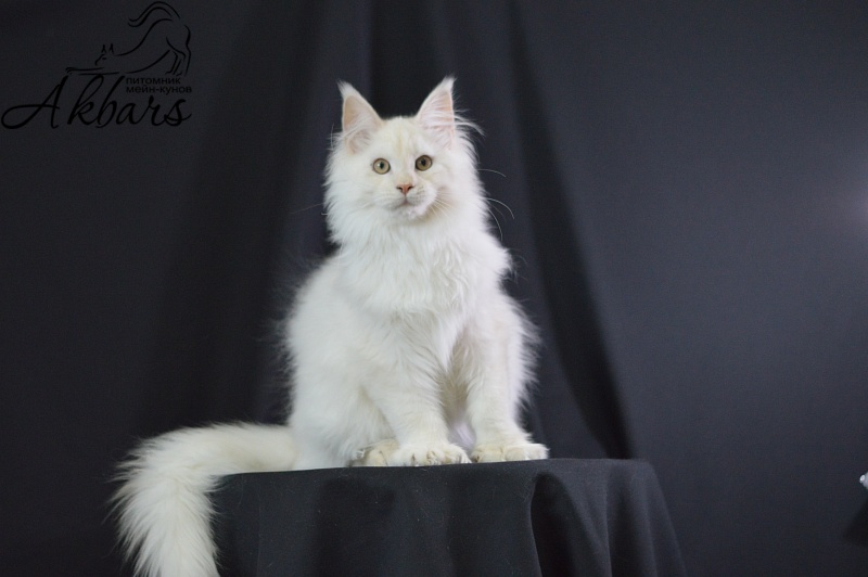 Quentin Akbars (polydactyl) 66/66 - Kitten maine-coon 4 months 2.5 weeks