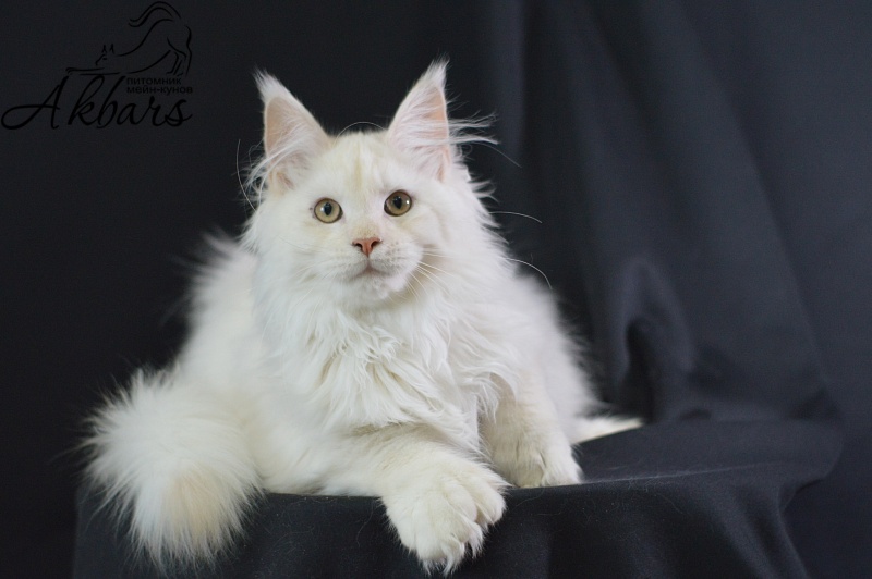 Quentin Akbars (polydactyl) 66/66 - Kitten maine-coon 4 months 2.5 weeks