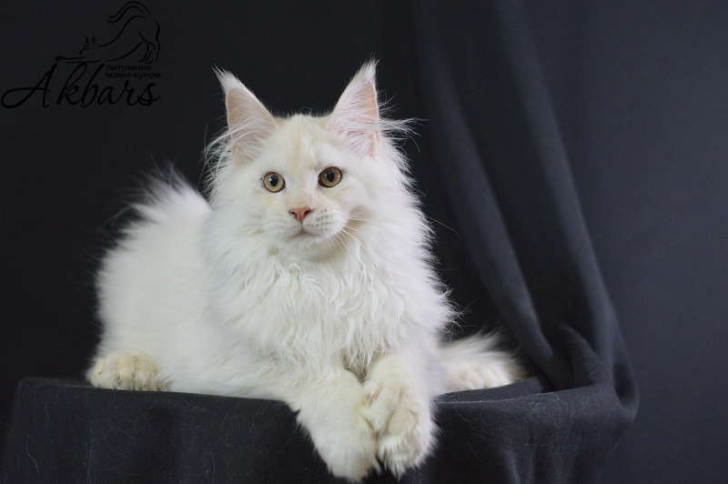 Quentin Akbars (polydactyl) 66/66 - Kitten maine-coon 4 months 2.5 weeks