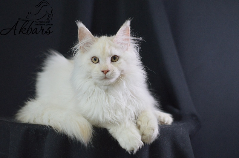 Quentin Akbars (polydactyl) 66/66 - Kitten maine-coon 4 months 2.5 weeks