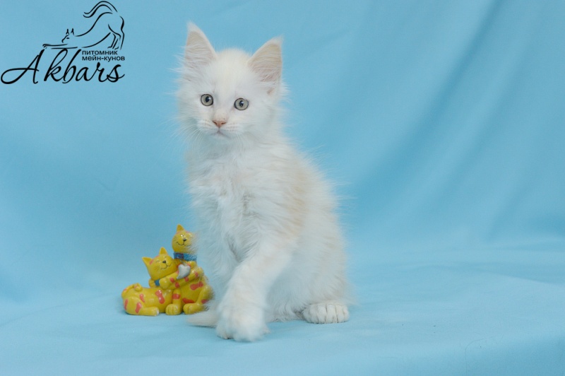 Quentin Akbars (polydactyl) 66/66 - Kitten maine-coon 1 month 3 weeks