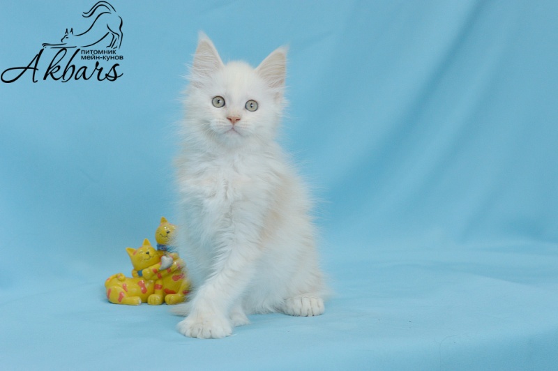 Quentin Akbars (polydactyl) 66/66 - Kitten maine-coon 1 month 3 weeks