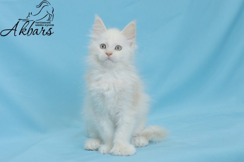 Quentin Akbars (polydactyl) 66/66 - Kitten maine-coon 1 month 3 weeks