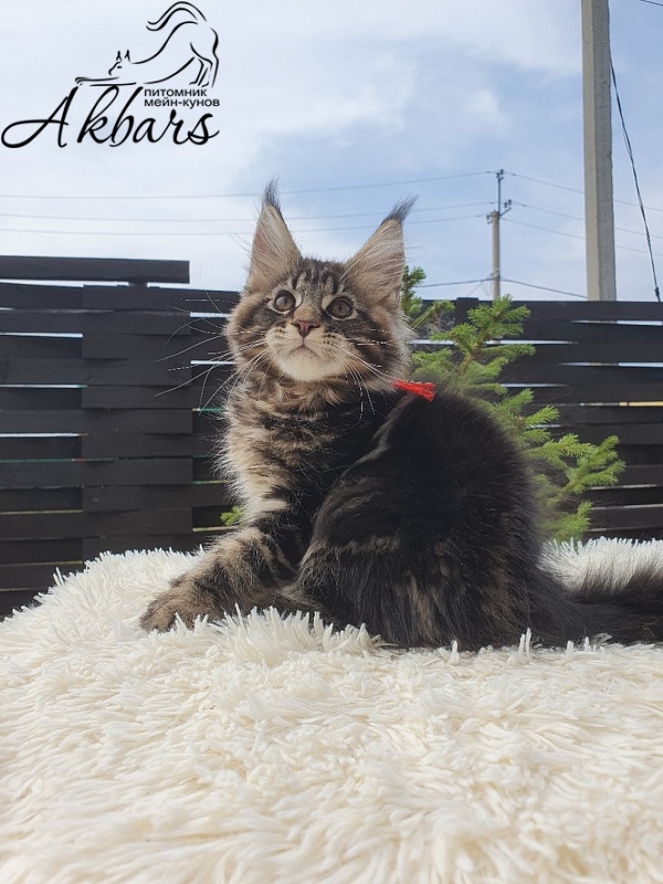 Сeilon Akbars - Kitten maine-coon 1 month 3 weeks