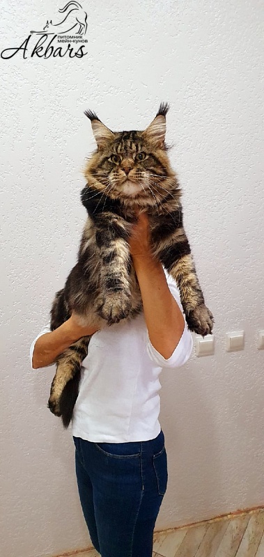 Сeilon Akbars - Adult maine-coon 1 year 5 months 4 weeks