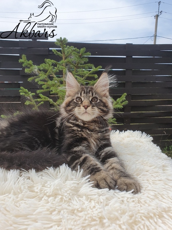Сeilon Akbars - Kitten maine-coon 1 month 3 weeks