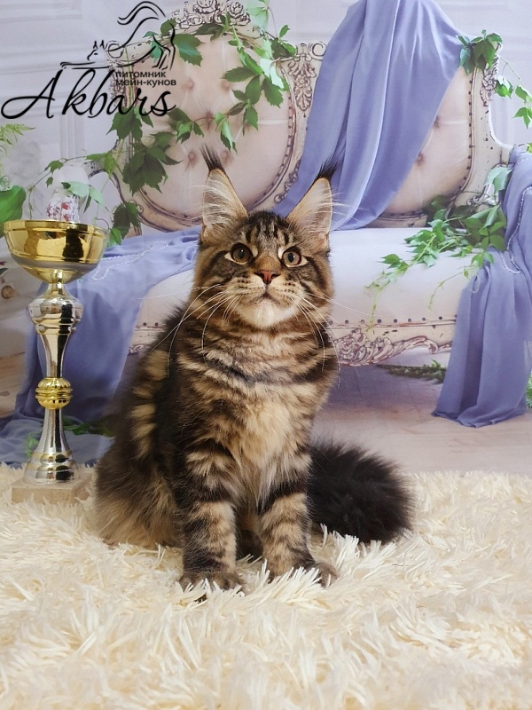 Сeilon Akbars - Kitten maine-coon 4 months 1 week