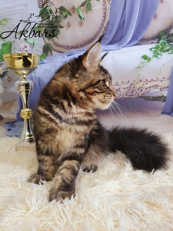 Сeilon Akbars - Kitten maine-coon 4 months 1 week