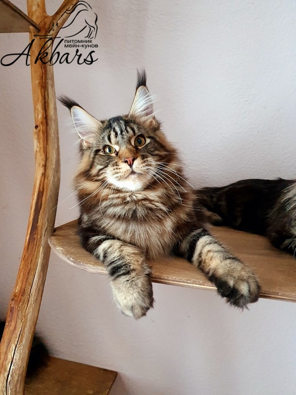 Сeilon Akbars - Kitten maine-coon 6 months