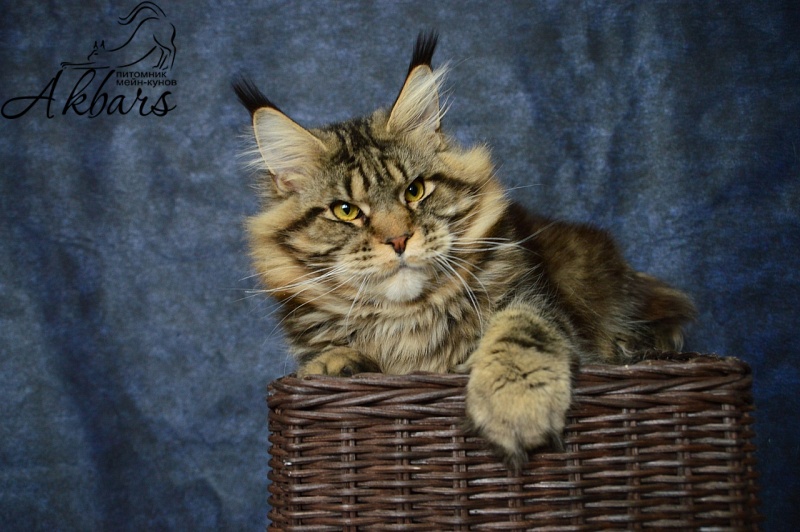 Сeilon Akbars - Adult maine-coon 1 year