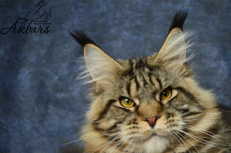 Сeilon Akbars - Adult maine-coon 1 year