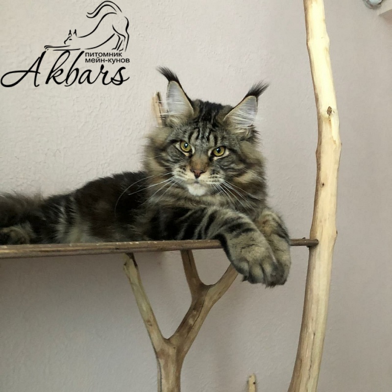 Сeilon Akbars - Kitten maine-coon 6 months