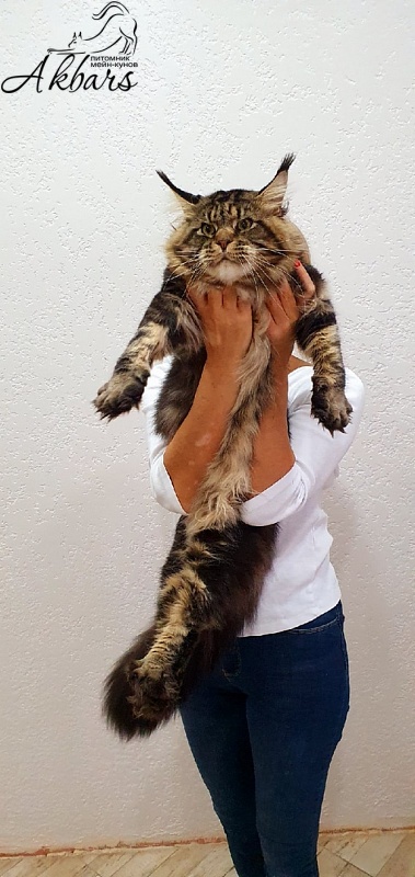 Сeilon Akbars - Adult maine-coon 1 year 5 months 4 weeks