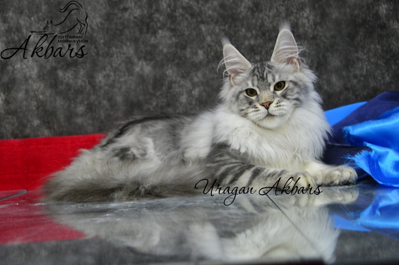 Uragan Akbars - Kitten maine-coon 2 months 1 week