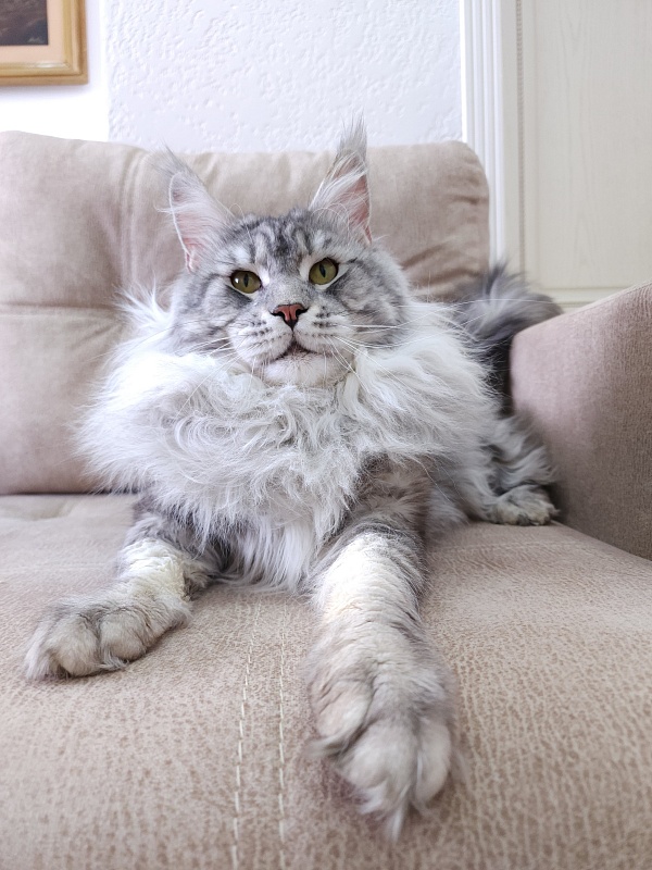 Uragan Akbars - Adult maine-coon 2 years 11 months 1 week