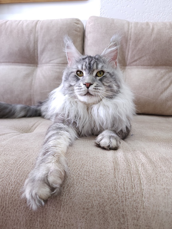 Uragan Akbars - Adult maine-coon 2 years 11 months 1 week