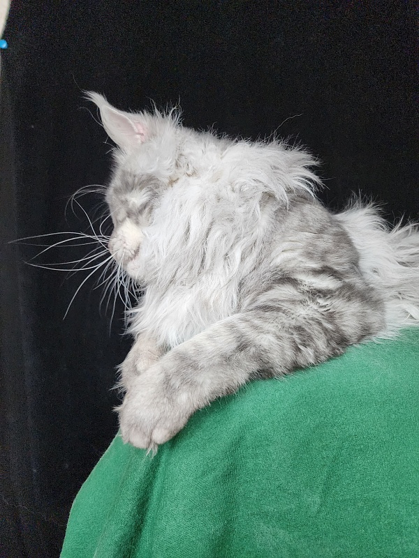 Uragan Akbars - Adult maine-coon 2 years 11 months 1 week
