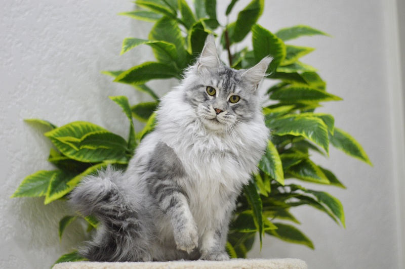 Uragan Akbars - Adult maine-coon 1 year 7 months 3 weeks
