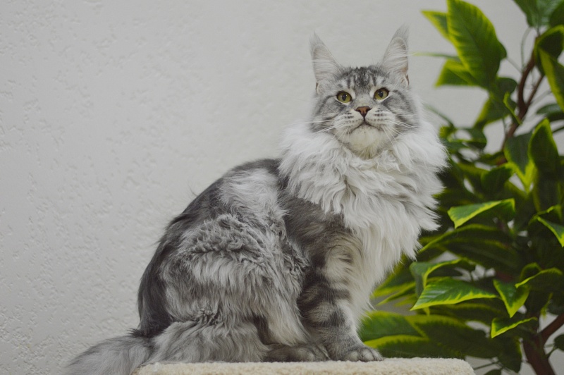 Uragan Akbars - Adult maine-coon 1 year 8 months 2.5 weeks