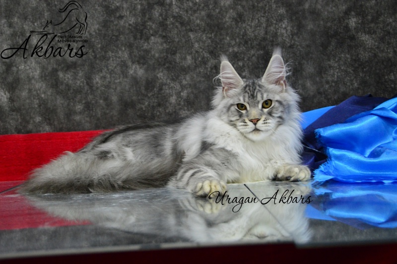 Uragan Akbars - Kitten maine-coon 2 months 1 week
